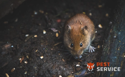 Дератизация в Тольятти